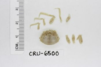 Media type: image;   Invertebrate Zoology CRU-6500 Description: Preserved specimen.;